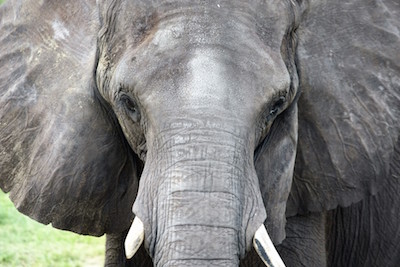 Sophomore and avid animal lover Danielle Brennan has a passion for photography. Her picture of Ellie, the African elephant featured in the picture above, was taken at Lowry Park Zoo. 
