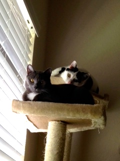 cats
