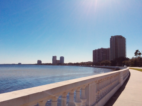 Junior, Anna Padron, captured this photo while walking on Bayshore one afternoon.