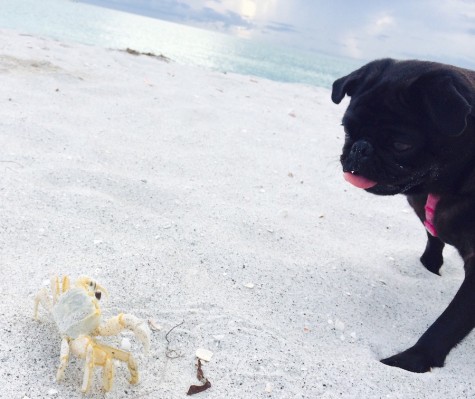 "My dog's favorite thing to do at the beach is chase crabs." -Claire Obeck