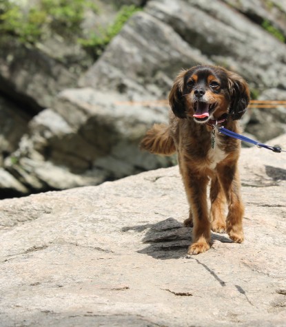 "Tucker is in his element when he can explore the outdoors." -Emily Abdoney