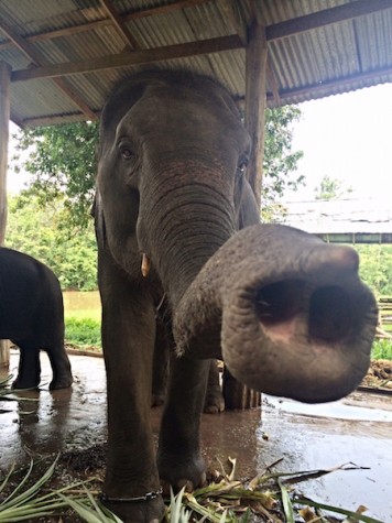 Photo Credits: Julia DiFabrizio Jew was the main elephant DiFabrizio worked with while at the Sappraiwan Elephant Sanctuary.