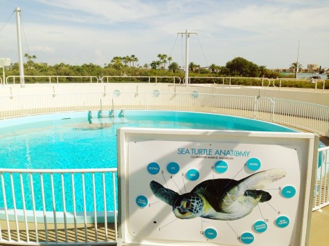 Senior Karlee Nipper loves to share her knowledge with the kids, fueling their excitement, during the Florida Aquarium's summer camp. Credit: Karlee Nipper