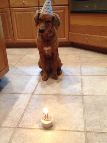 One of Nichter's favorite memories of raising guide dogs was "when my family took our dog at the time, Lanie (pictured above), to Chicago over Labor Day weekend when I was a freshman. She did so good at the hotel, in the airplane, and in the city!"