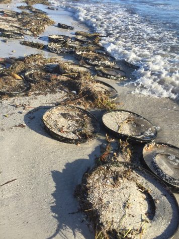 Victoria Wehling snapped a photo of all the debris that Tropical Storm Hermine washed up on the beach.