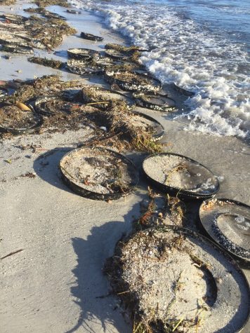 Victoria Wehling snapped a photo of all the debris that Tropical Storm Hermine washed up on the beach. 