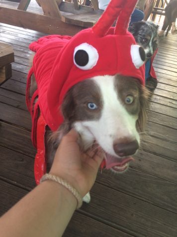 Tica won “Best Costume” at the Davis Island Village pet costume contest. Credit: Rachel Mckenna/Achona Online