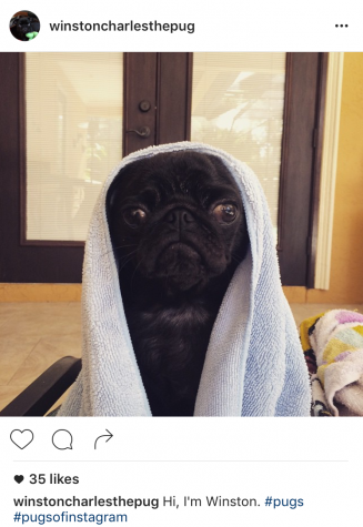 Credit: Instagram.com/@winstoncharlesthepug