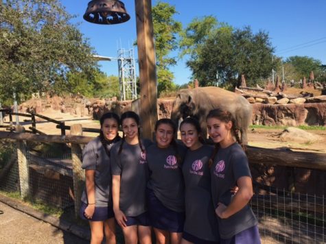 Along with thrilling rides and tasty food, Busch Gardens also has many types of animals on sight.