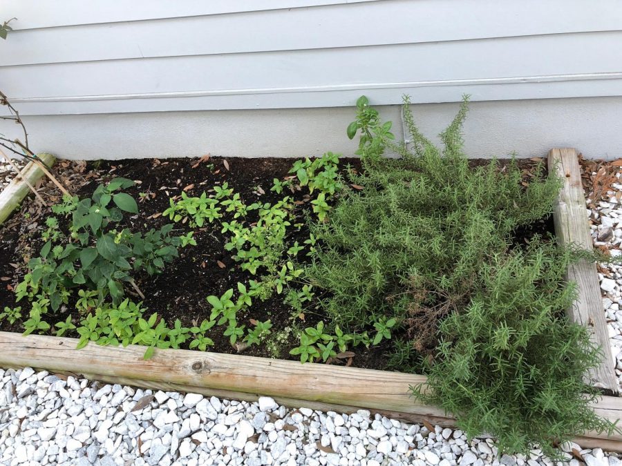 If+grown+for+more+than+six+months+indoors%3B+herbs+can+be+transferred+to+a+larger+outdoor+area+to+allow+for+heightened+growth.+