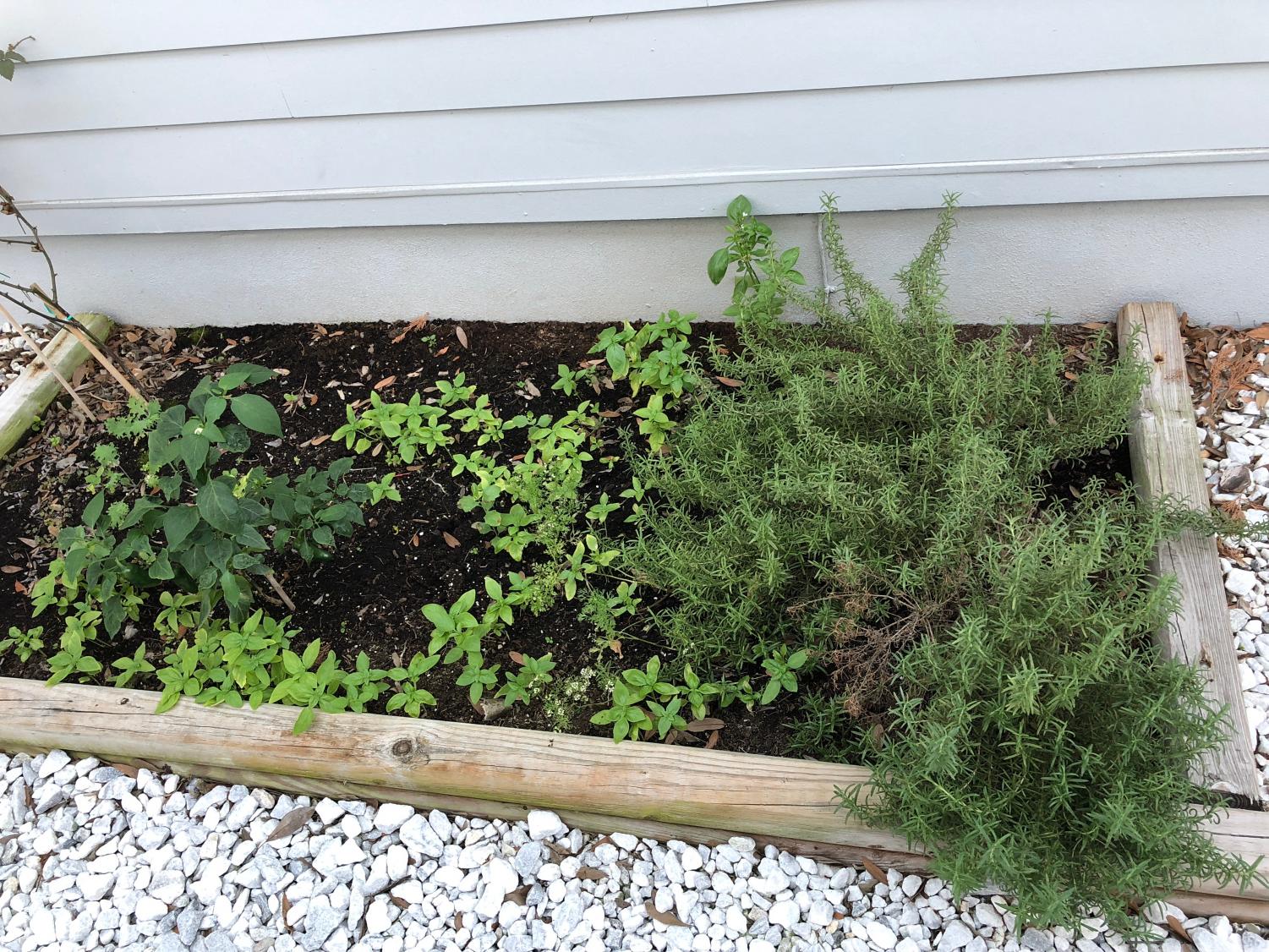 If grown for more than six months indoors; herbs can be transferred to a larger outdoor area to allow for heightened growth.